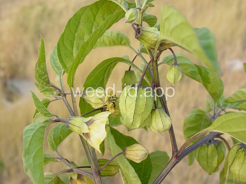 groundcherry, longleaf